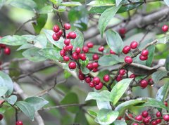 Ilex pubescens