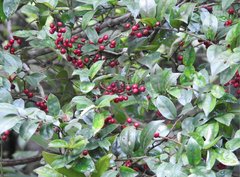 Ilex pubescens