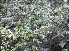 Ilex pubescens