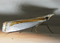 Crambus girardellus