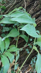Polygonatum