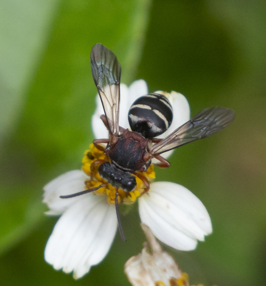 Packer’s cellophane-cuckoo bee