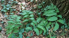 Polygonatum