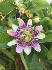 Passiflora alata × caerulea