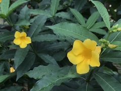 Allamanda schottii
