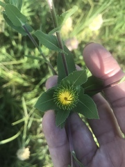 Grindelia adenodonta