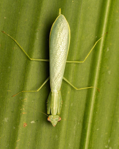 Native Mantis Southern Snake Mantis | Native Nature