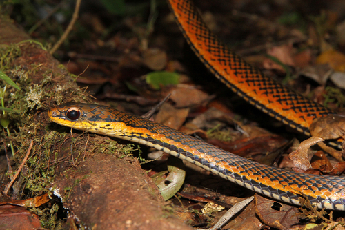 Photo of a Eastern Rainforest Smooth Snake (Liopholidophis dolicocercus)