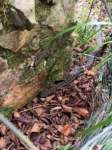 Coastal Carpet Python sighting