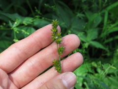 Carex muehlenbergii