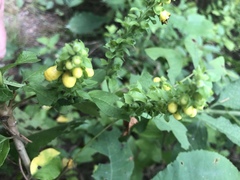 Dasistoma macrophylla