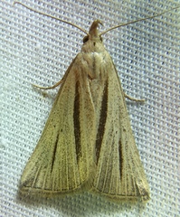 Macrochilo bivittata