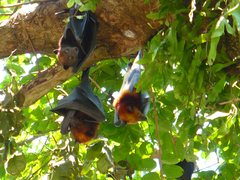 Pteropus hypomelanus