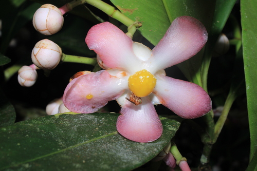 Clusia articulata