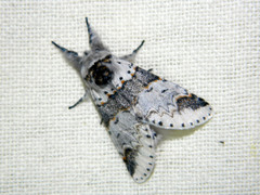 Furcula occidentalis