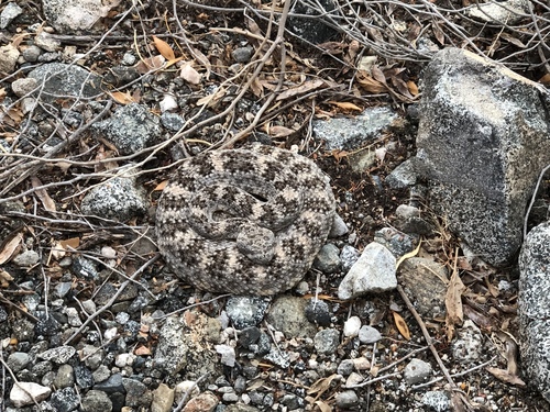 iNaturalist observation photo of Southwestern Speckled Rattlesnake