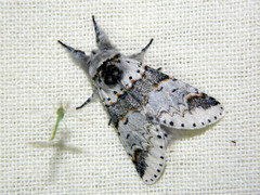 Furcula occidentalis