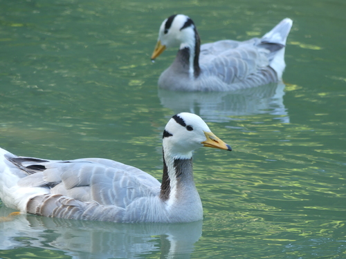 Bar-headed Goose