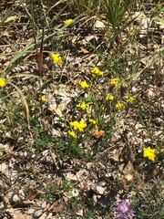 Lotus corniculatus corniculatus