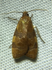 Cenopis diluticostana