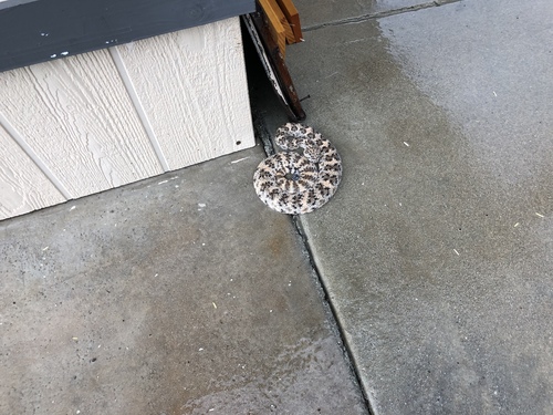iNaturalist observation photo of Southwestern Speckled Rattlesnake