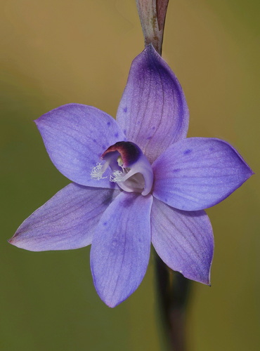 Abrupt Sun Orchid (Thelymitra abrupta)