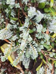 Pimelea prostrata