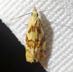 Phtheochroa vitellinana