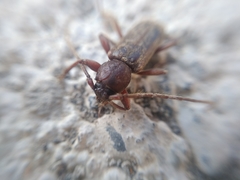 Trichoferus campestris