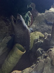 Blackedge Moray photo 3