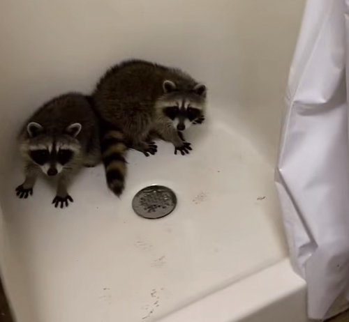 Common Raccoon photographed in Pennsylvania