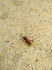 Trichoferus campestris