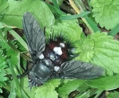 Cryptopalpus ornatus