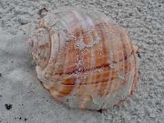 Tonna tankervillii