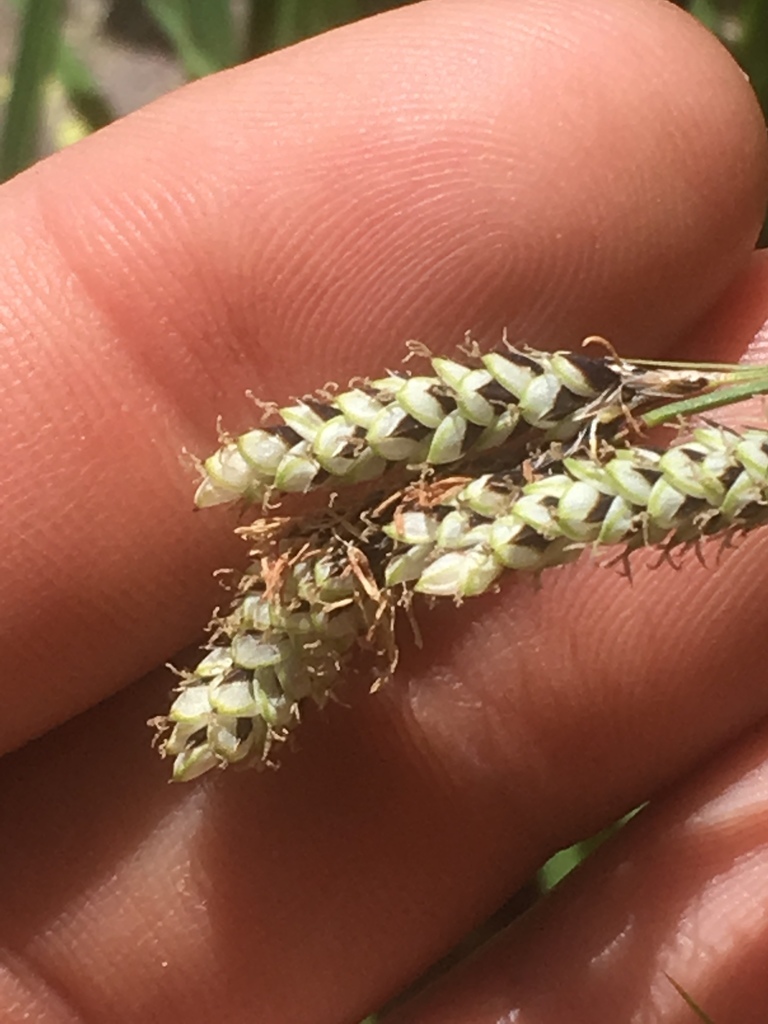 Southwestern Showy Sedge