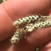 Carex bella - Photo (c) Erica Fraley,  זכויות יוצרים חלקיות (CC BY-NC), הועלה על ידי Erica Fraley