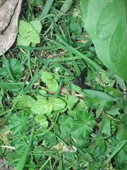 Cryptopalpus ornatus