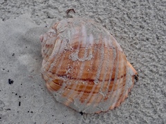Tonna tankervillii