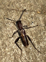 Xylotrechus sagittatus