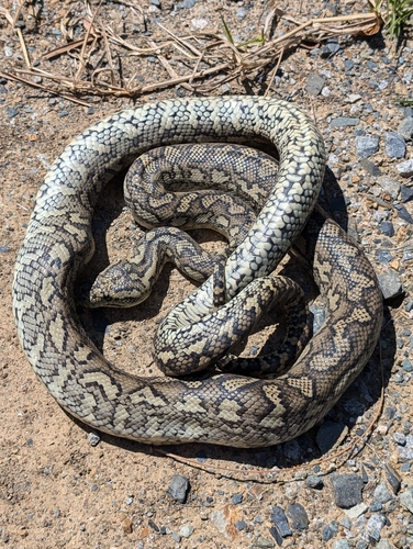 Coastal Carpet Python sighting