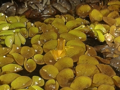 Dendropsophus elegans