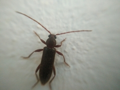 Trichoferus campestris