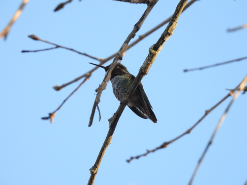 iNaturalist observation photo of Anna's Hummingbird