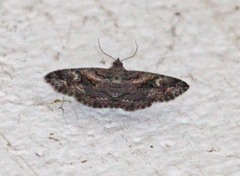 Toxonprucha repentis