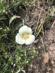 Calochortus subalpinus