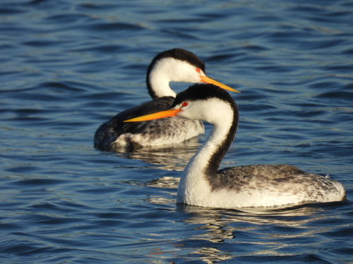 iNaturalist observation photo of Clark's Grebe