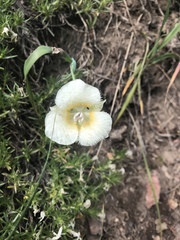 Calochortus subalpinus