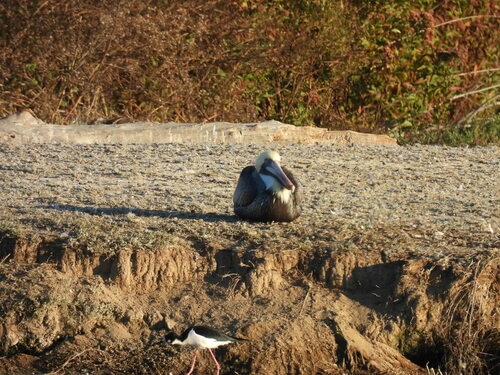 iNaturalist observation photo of Brown Pelican