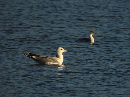 iNaturalist observation photo of California Gull