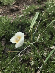 Calochortus subalpinus